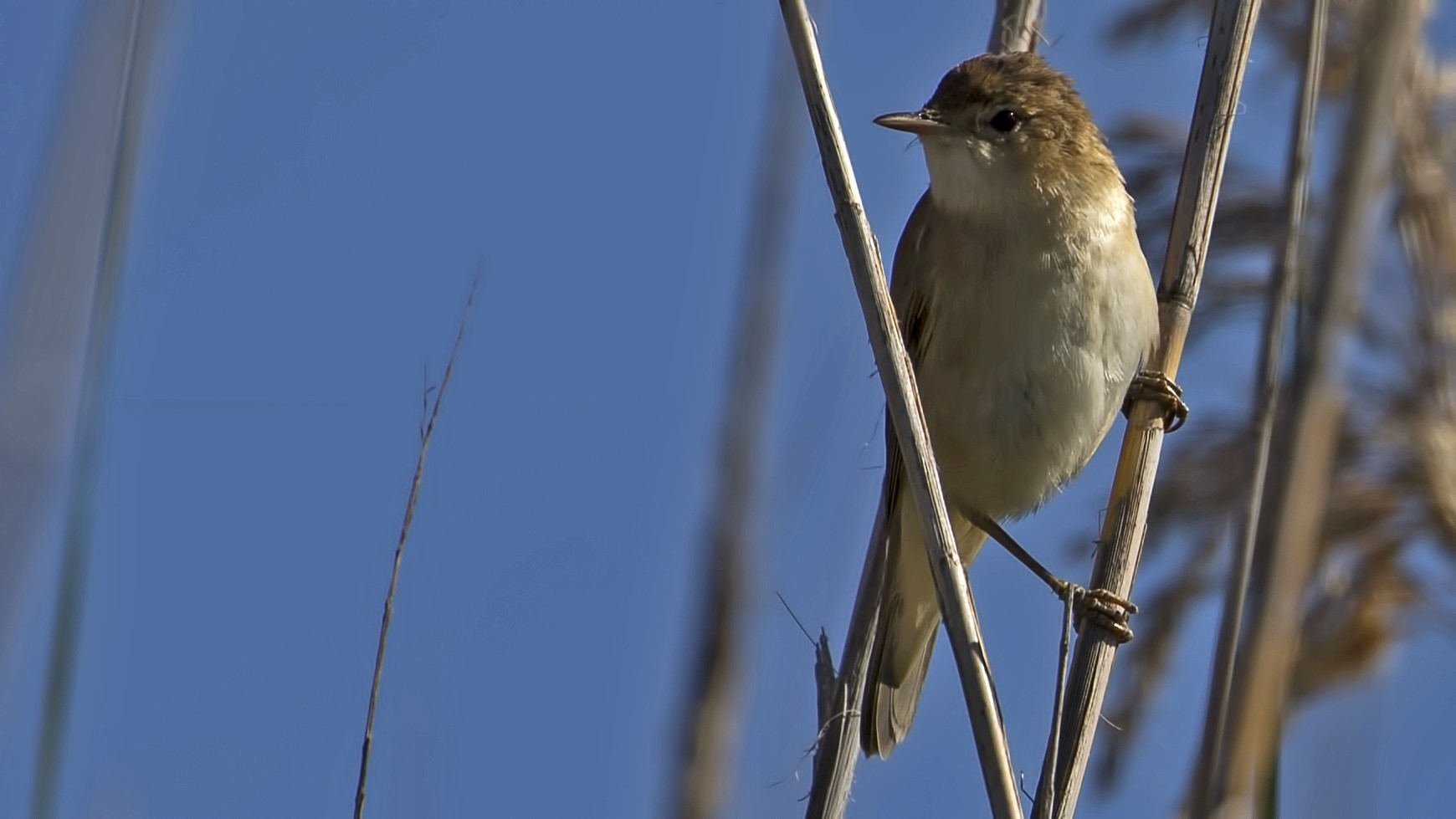 Eurasian Reed-warbler