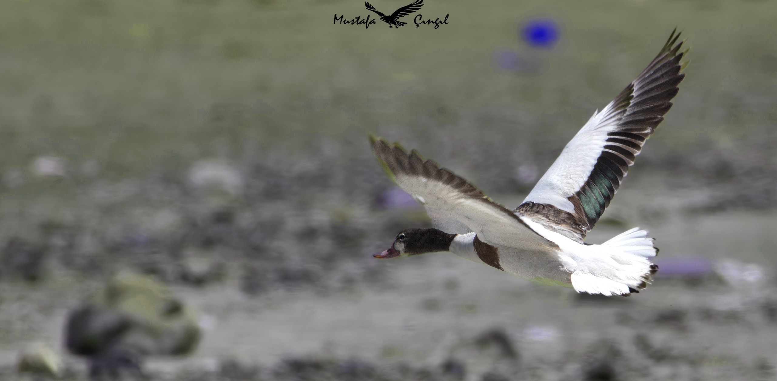 Common Shelduck