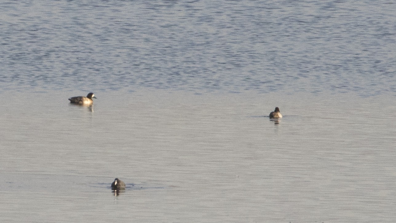 Greater Scaup