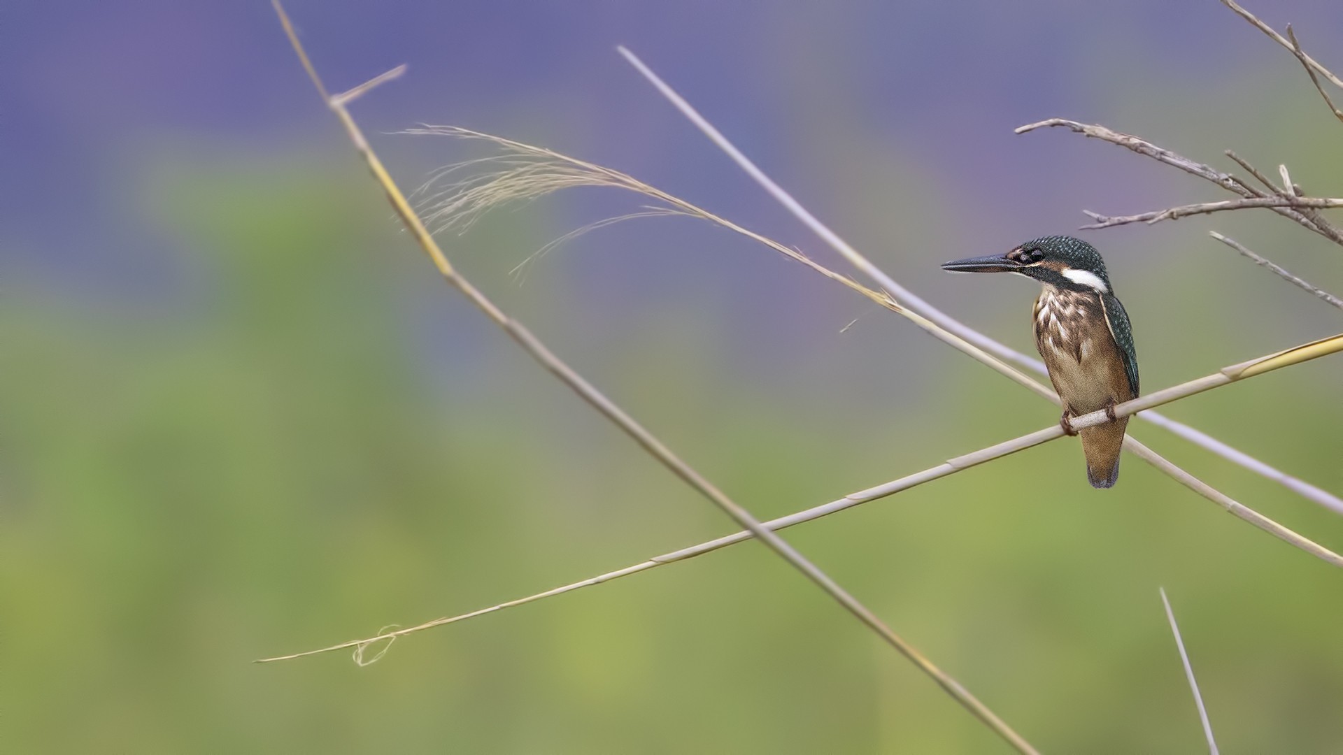 Common Kingfisher