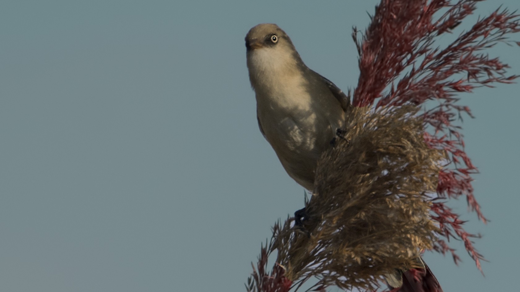 Bearded Parrotbill
