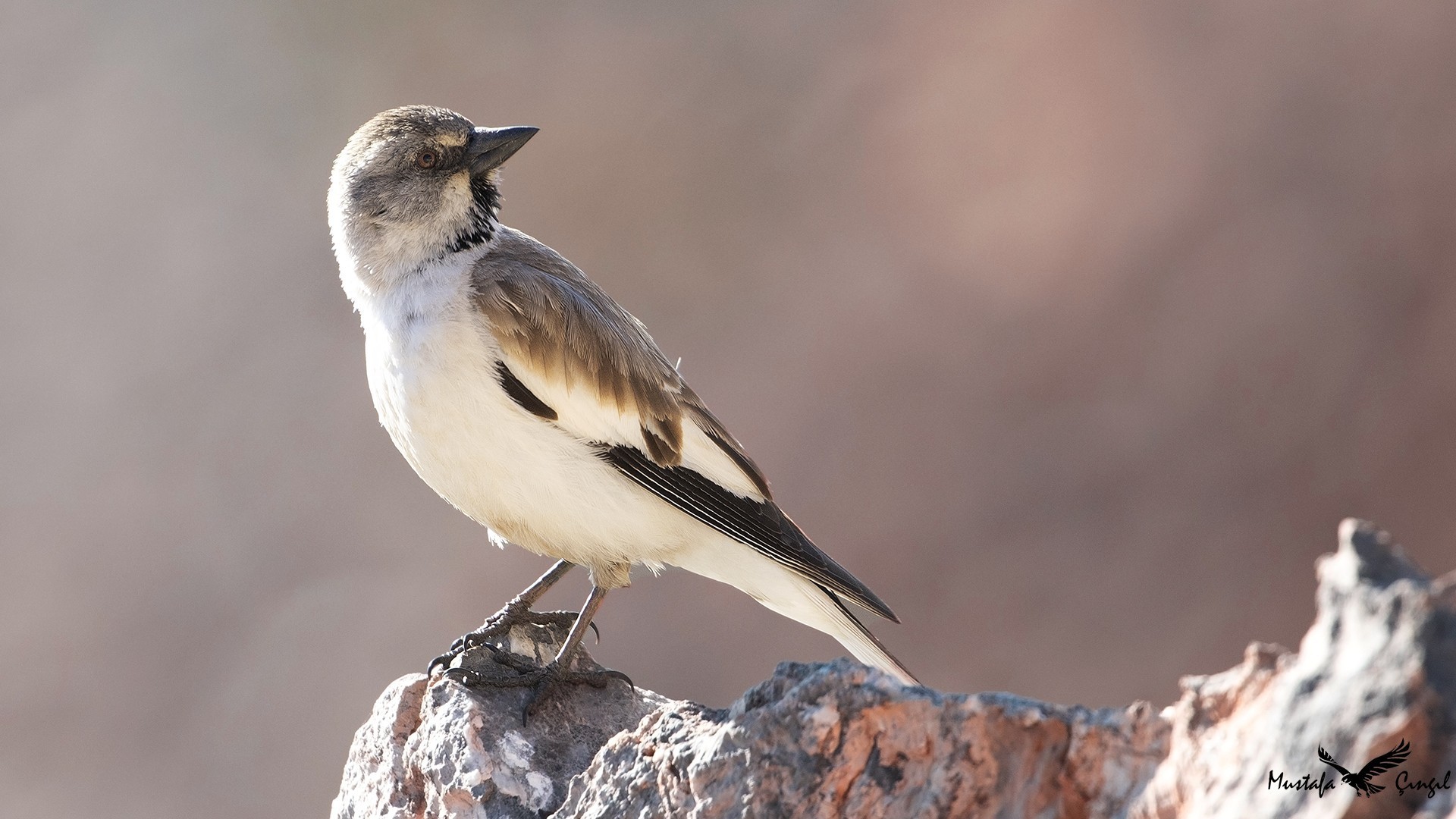 White-winged Snowfinch — Ana fotoğraf