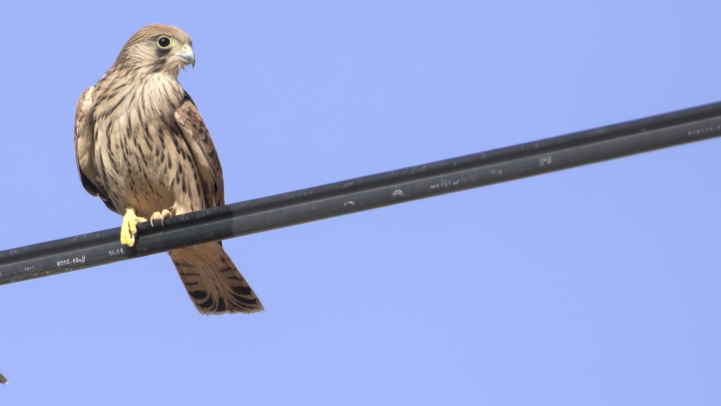 Lesser Kestrel