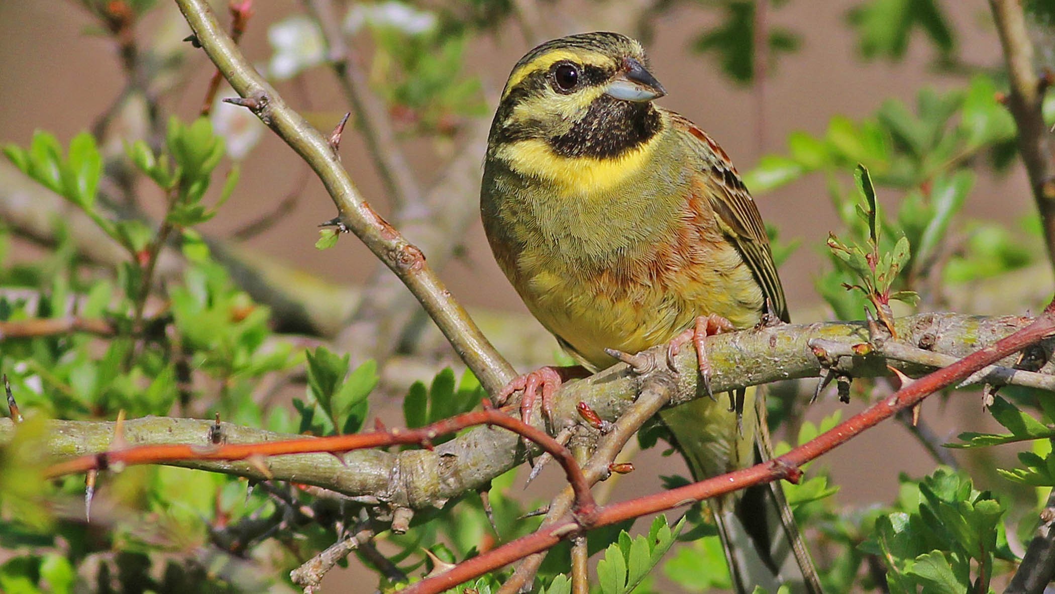 Cirl Bunting