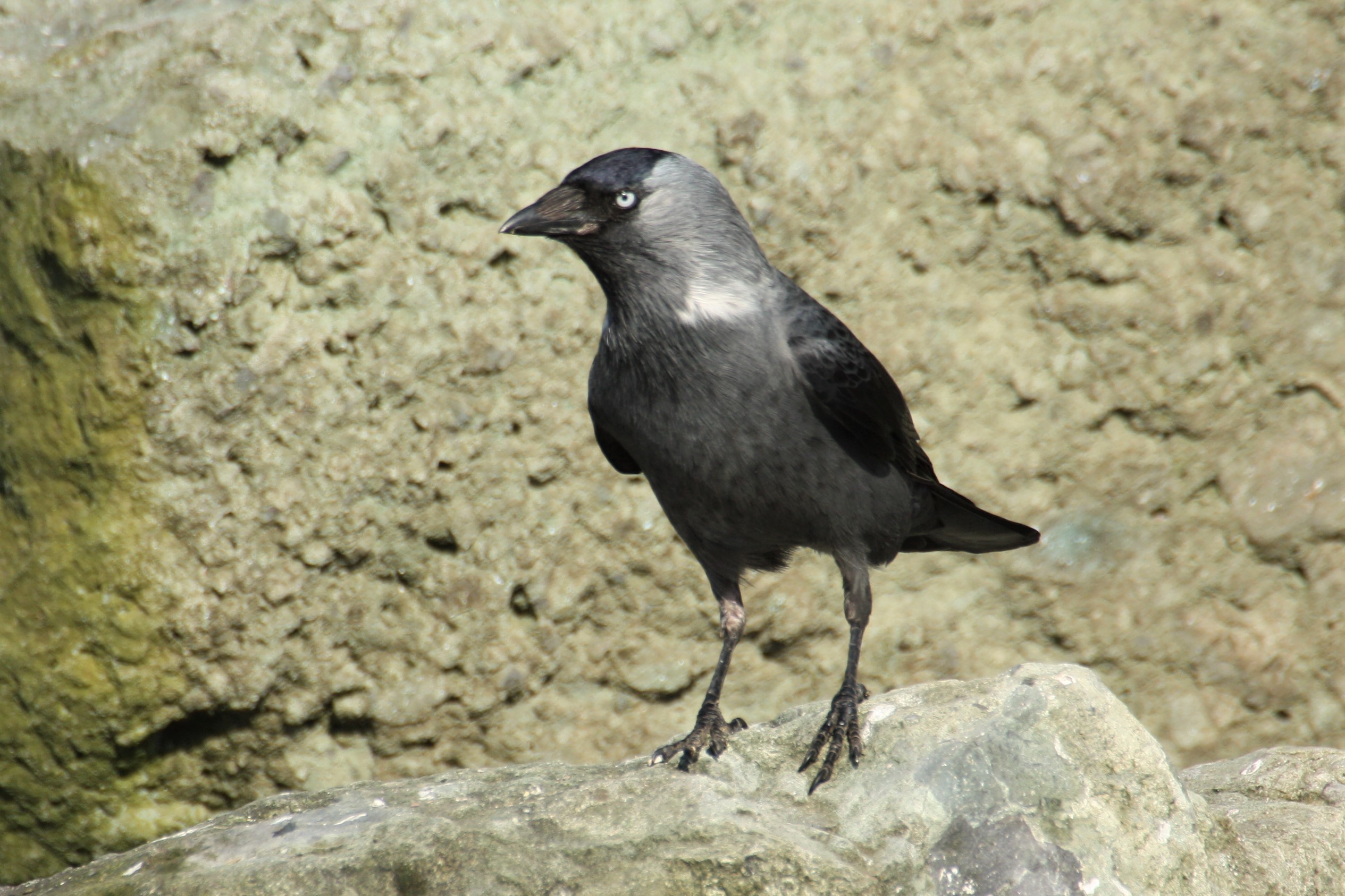 Eurasian Jackdaw