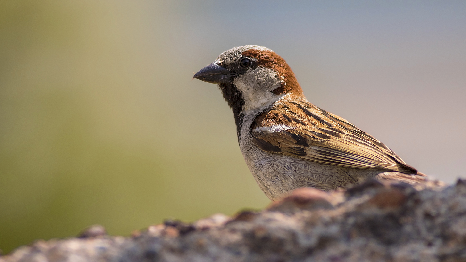 House Sparrow
