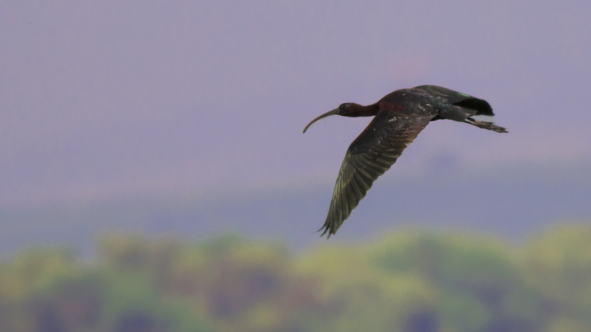 Glossy Ibis