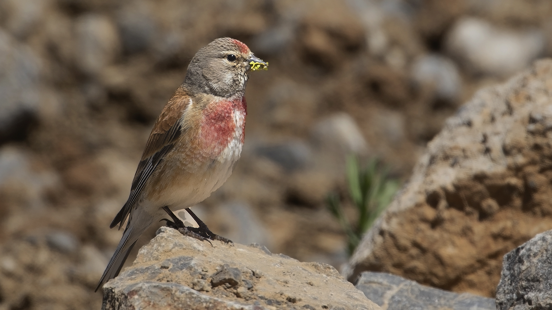 Eurasian Linnet