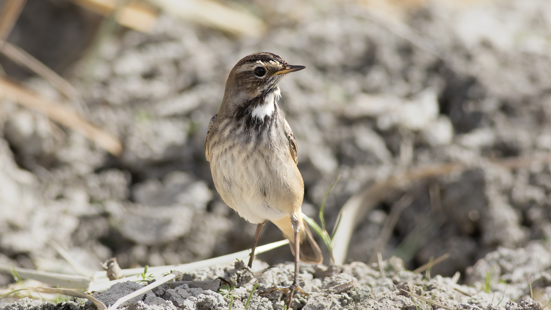 Bluethroat