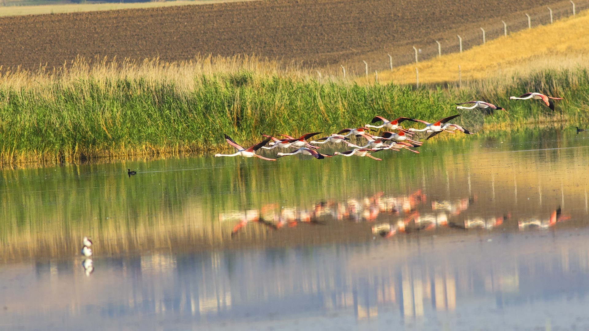 Greater Flamingo