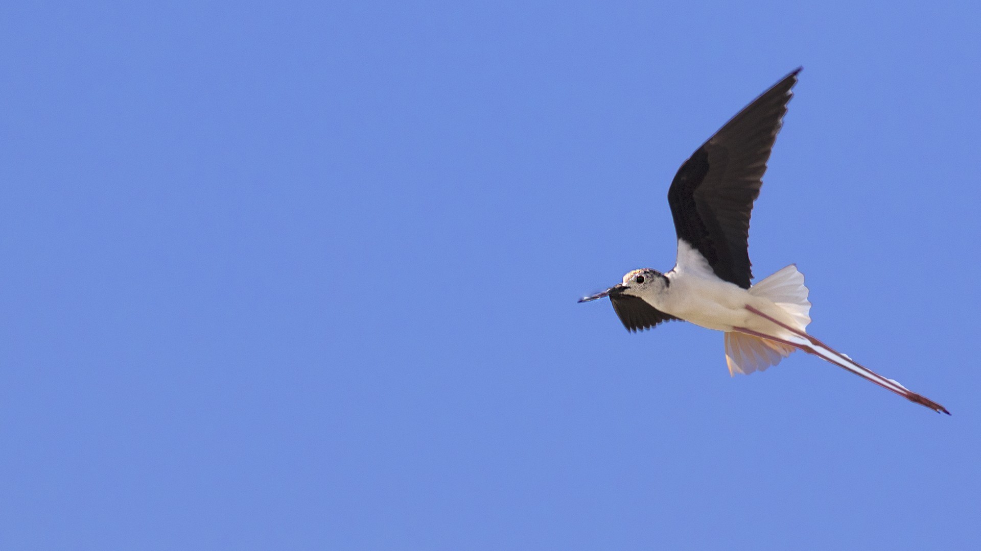 Black-winged Stilt