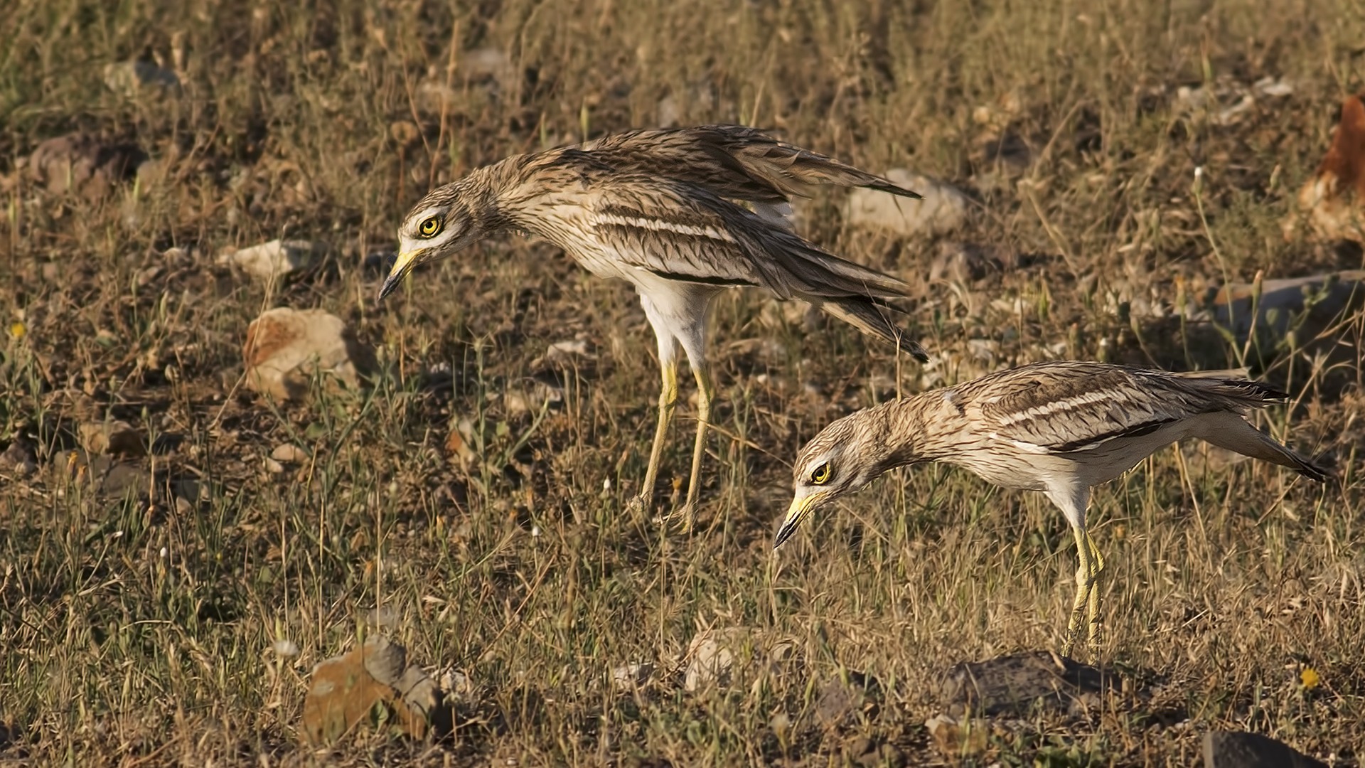 Eurasian Thick-knee