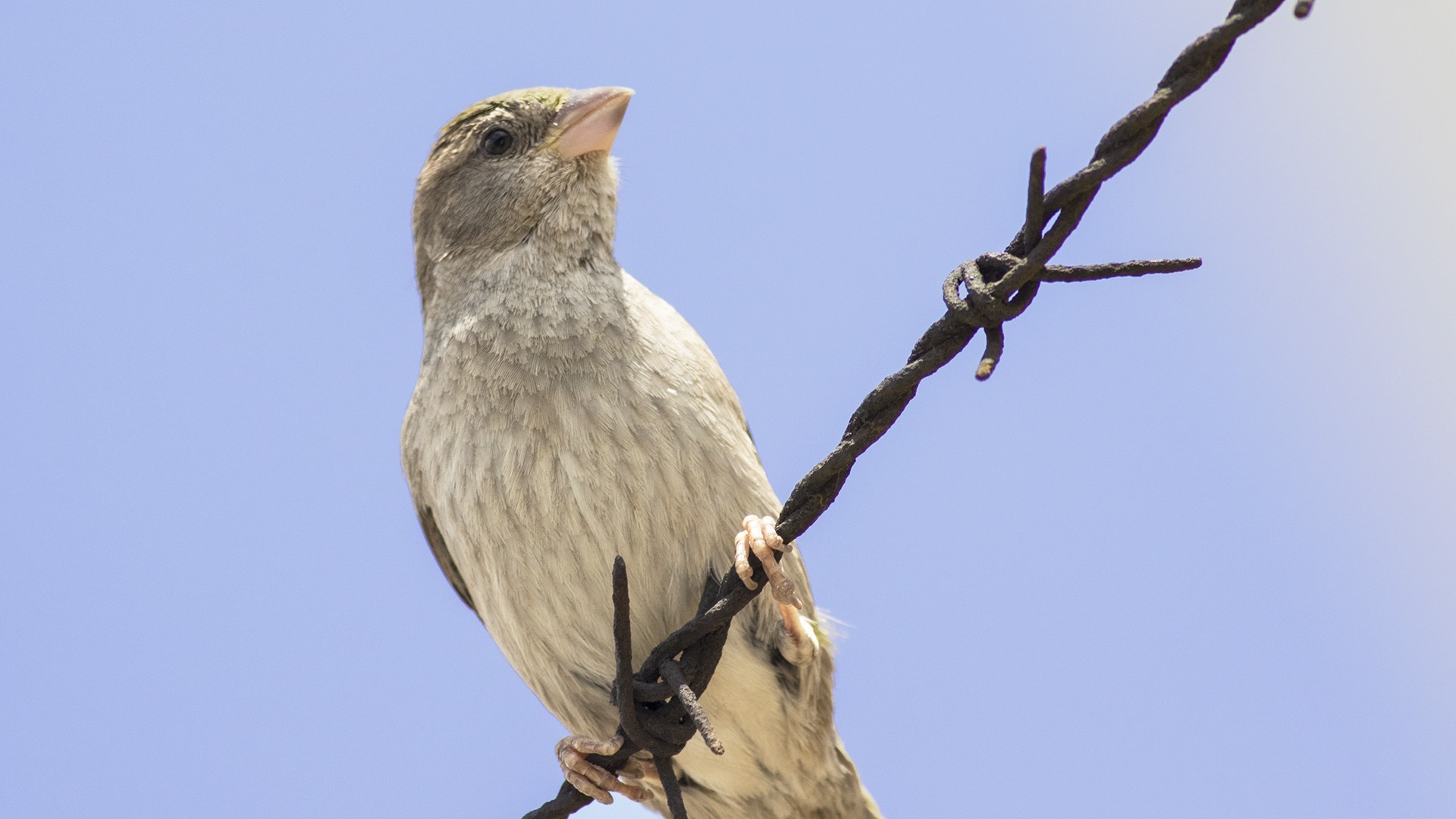 House Sparrow
