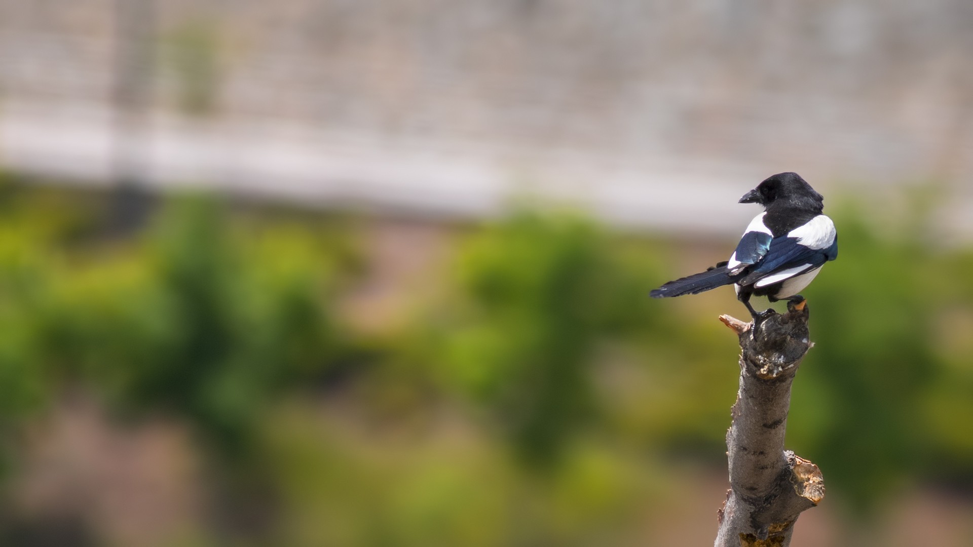 Eurasian Magpie
