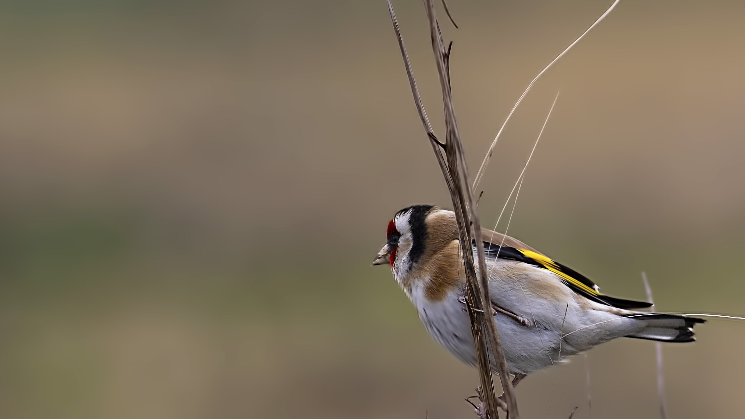 European Goldfinch