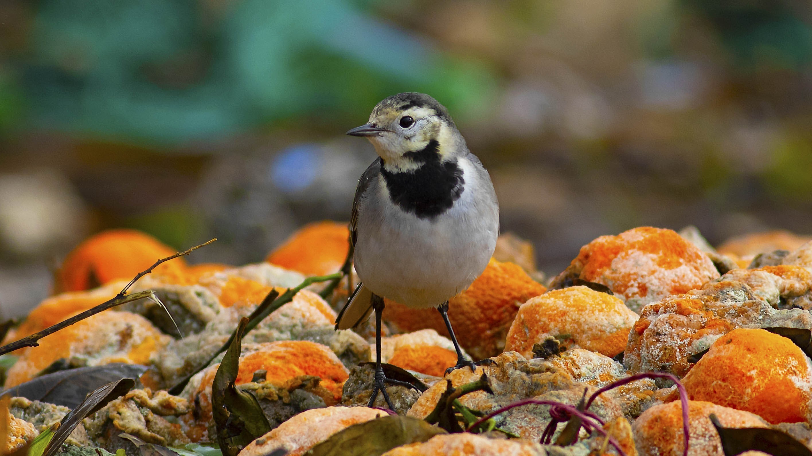 White Wagtail