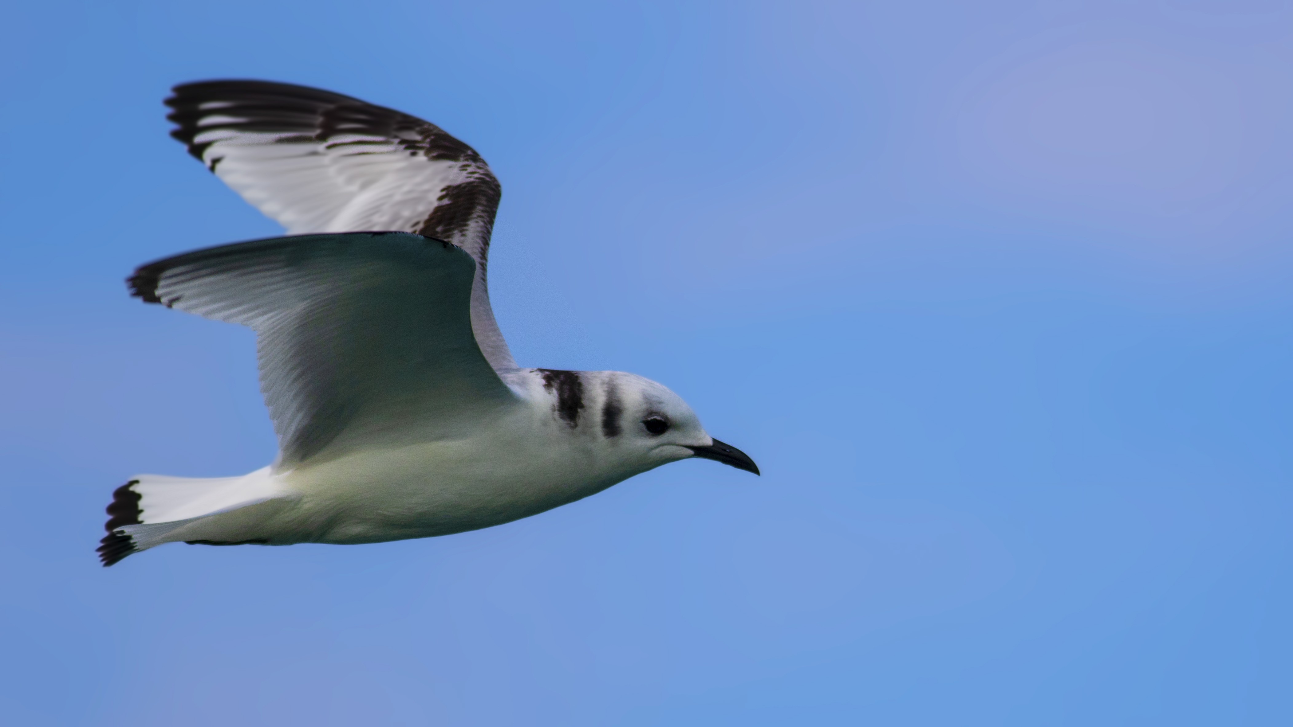 Black-legged Kittiwake