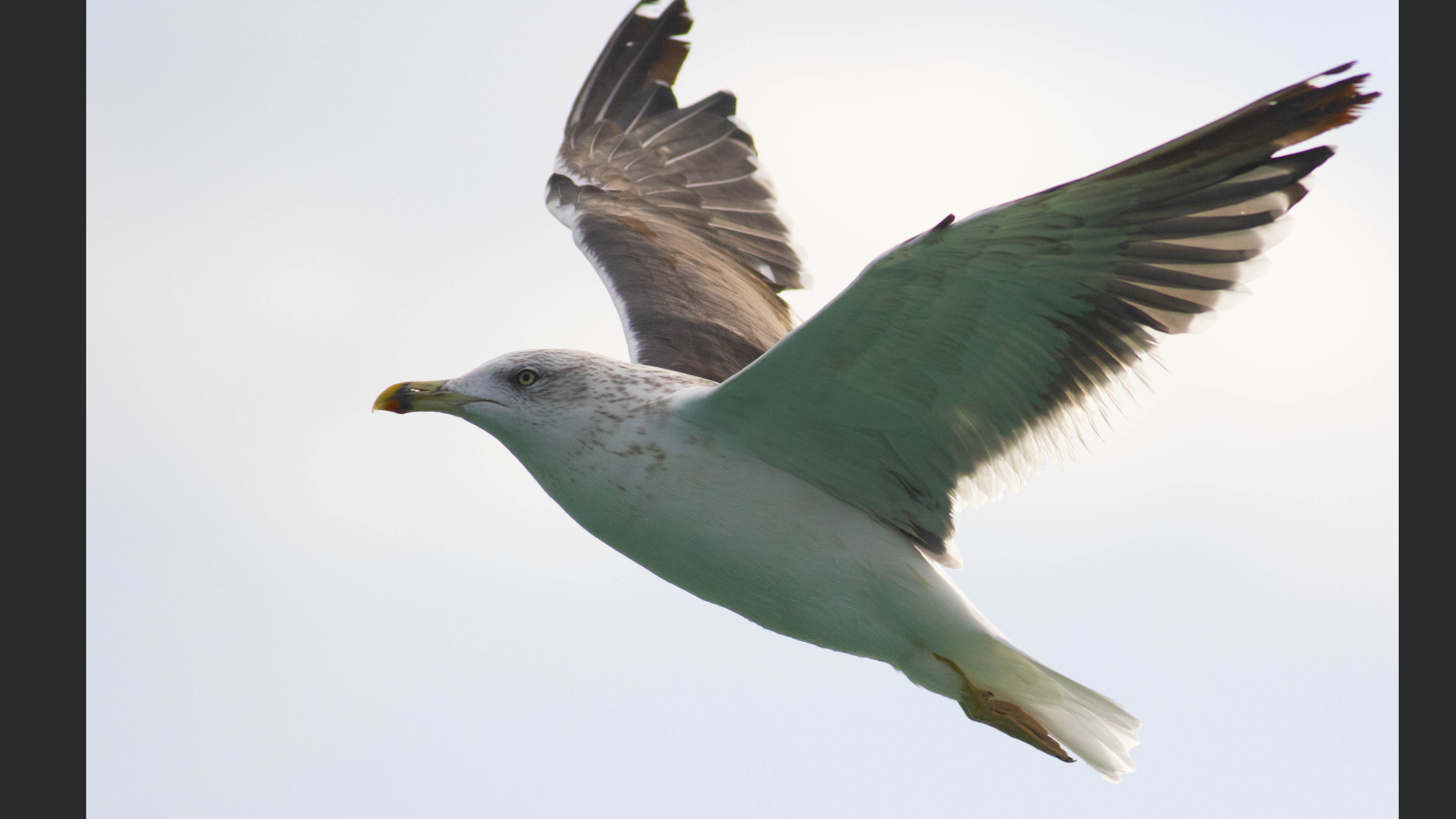 Yellow-legged Gull
