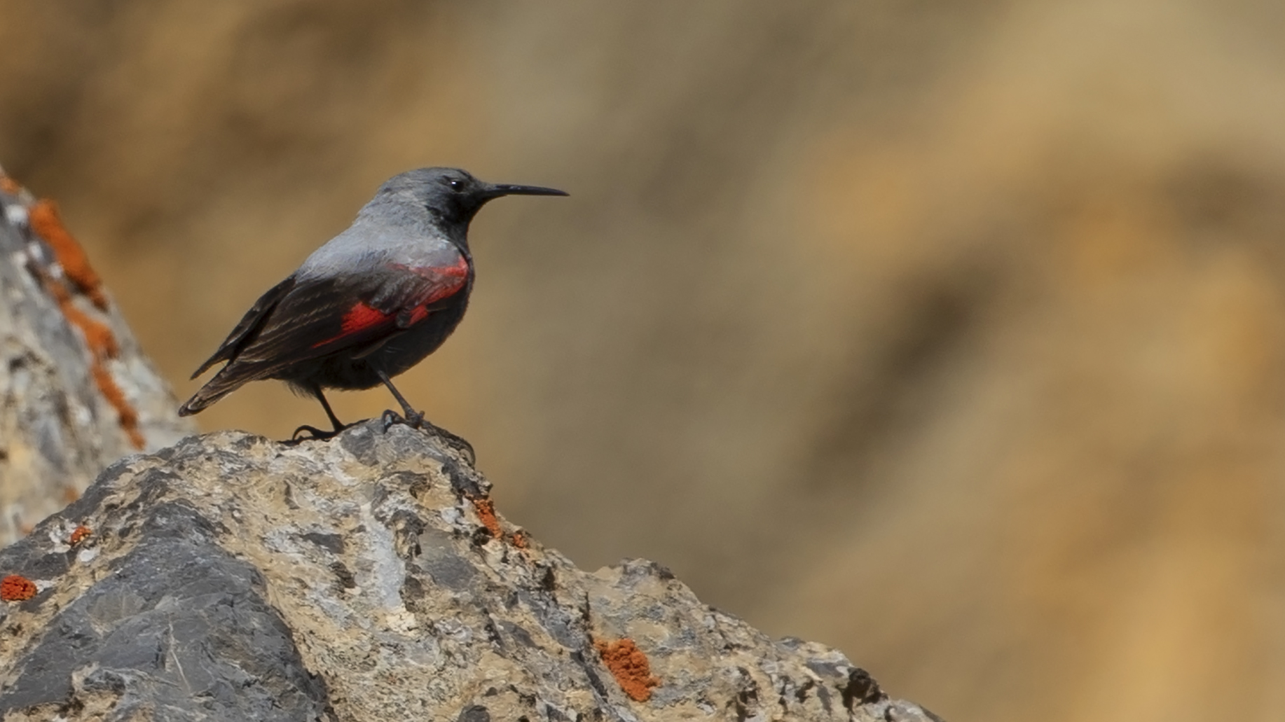 Wallcreeper