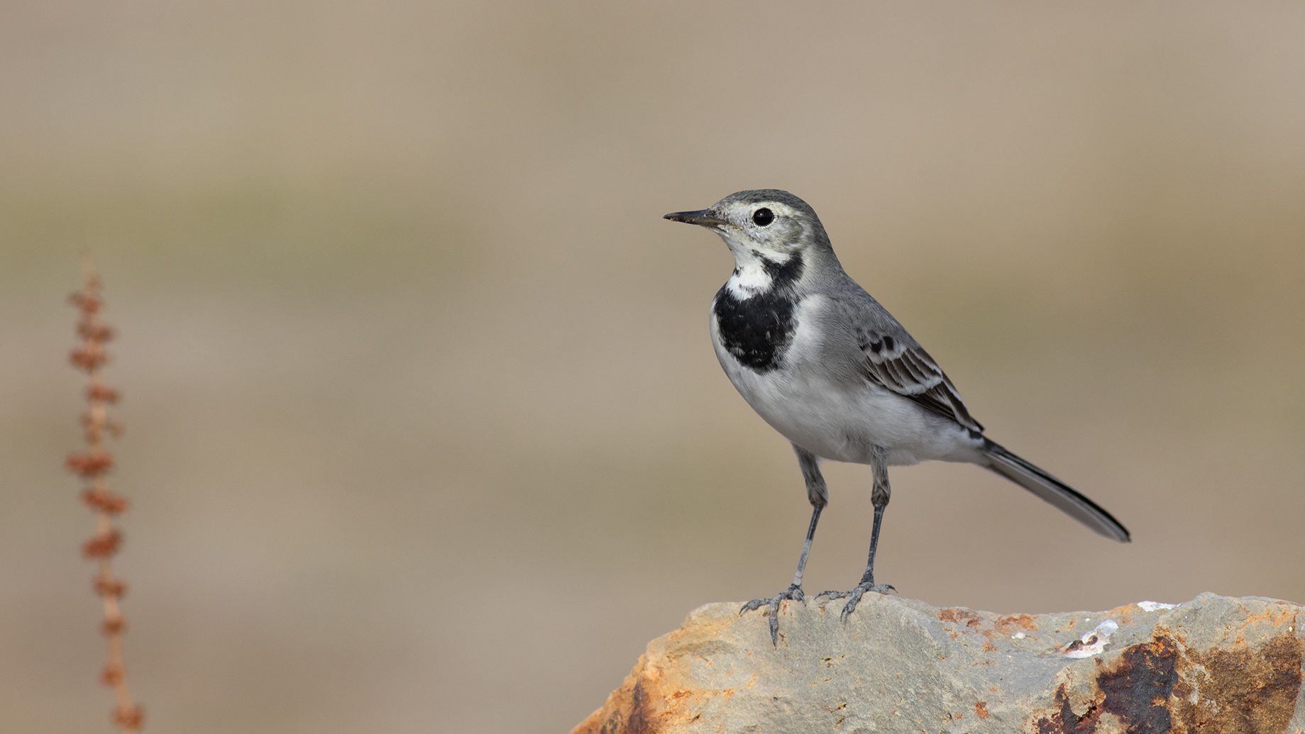 White Wagtail