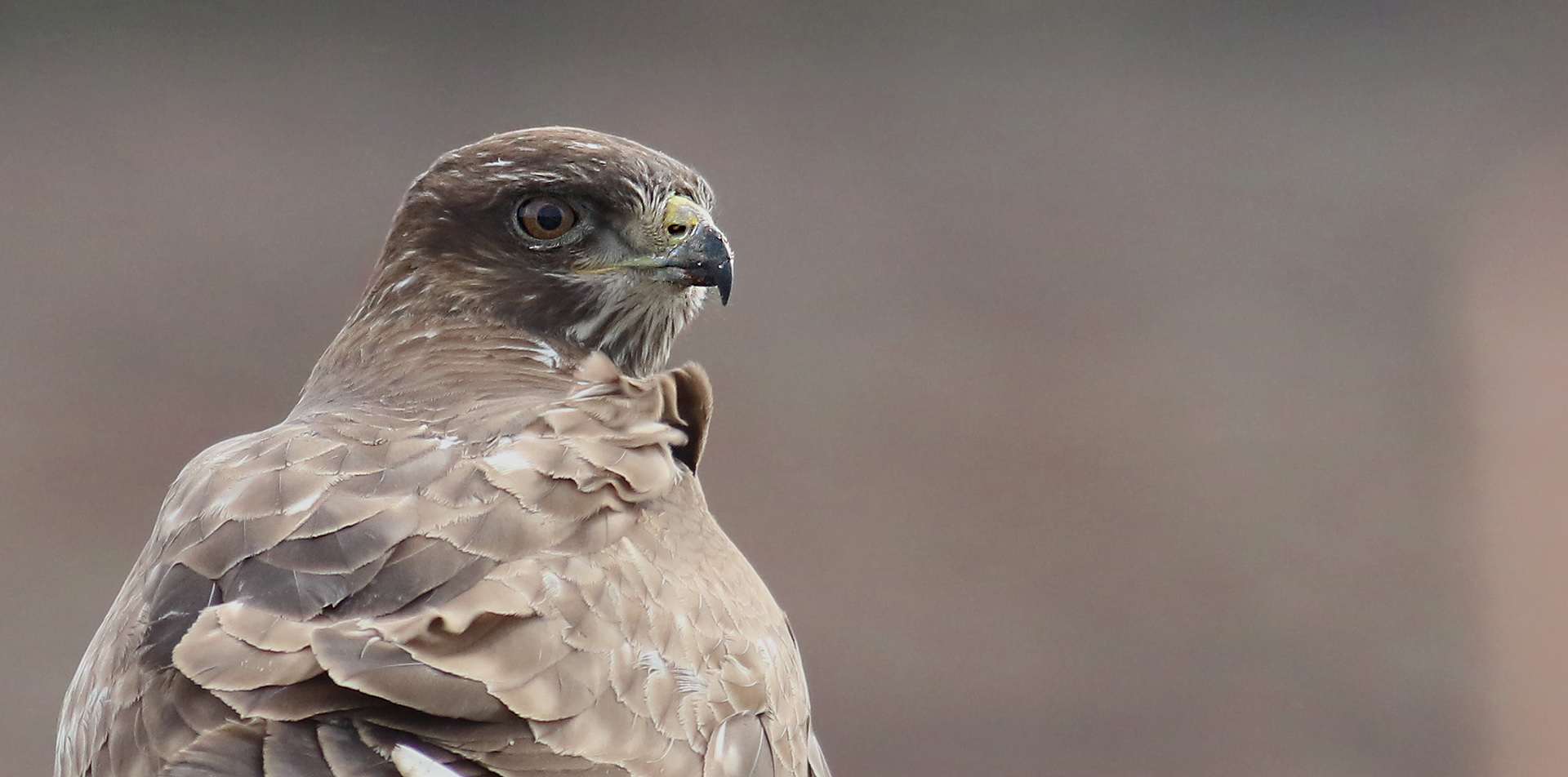Common Buzzard
