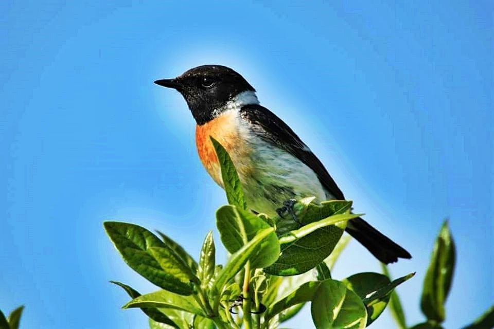 European Stonechat
