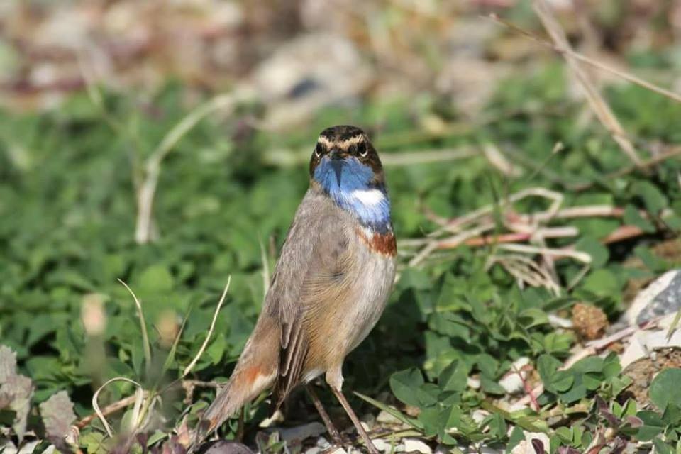 Bluethroat