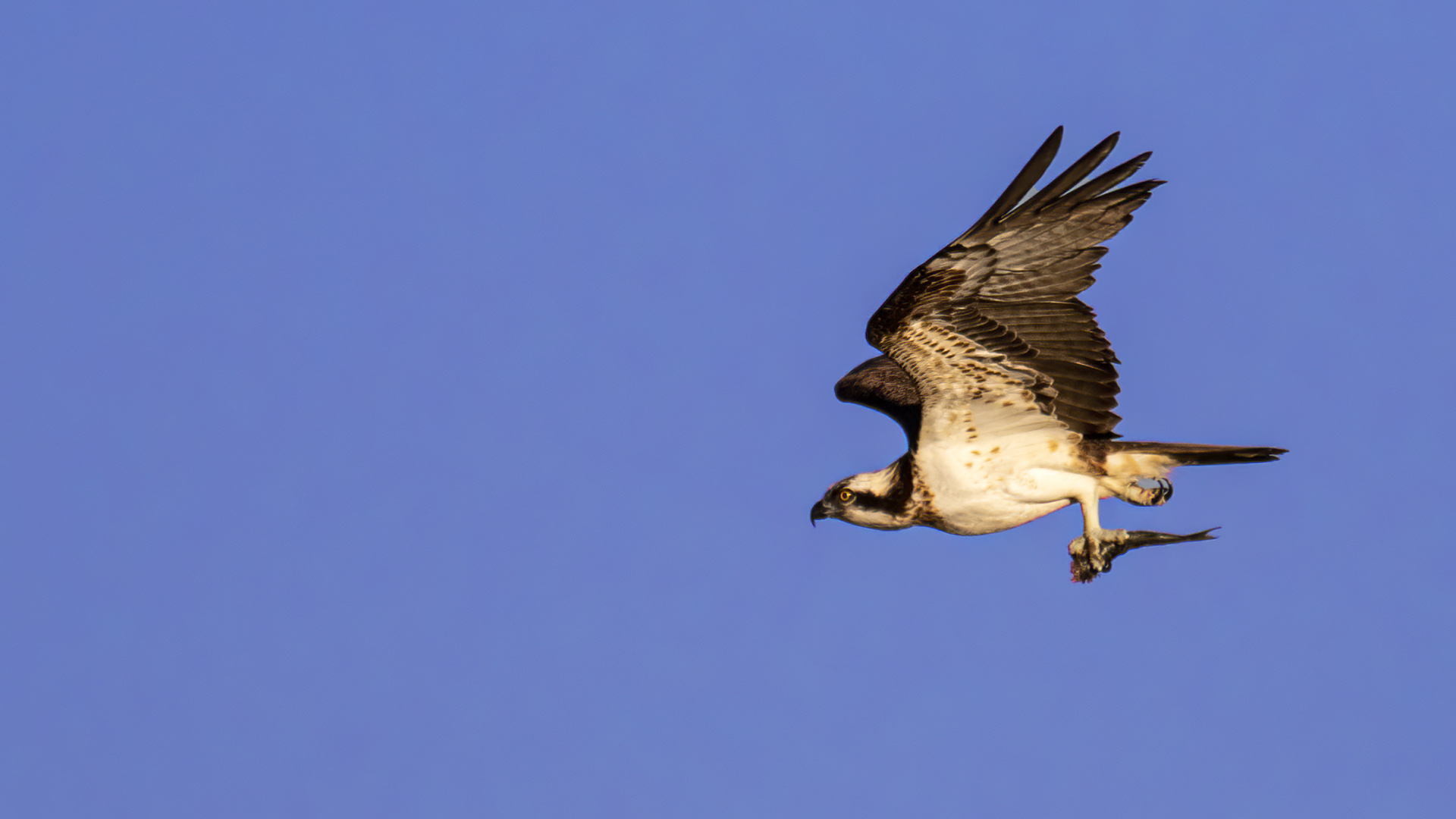 Osprey — Ana fotoğraf