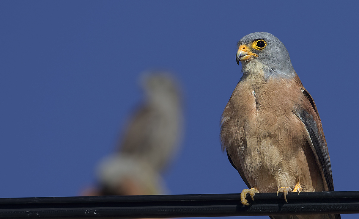 Eurasian Kestrel
