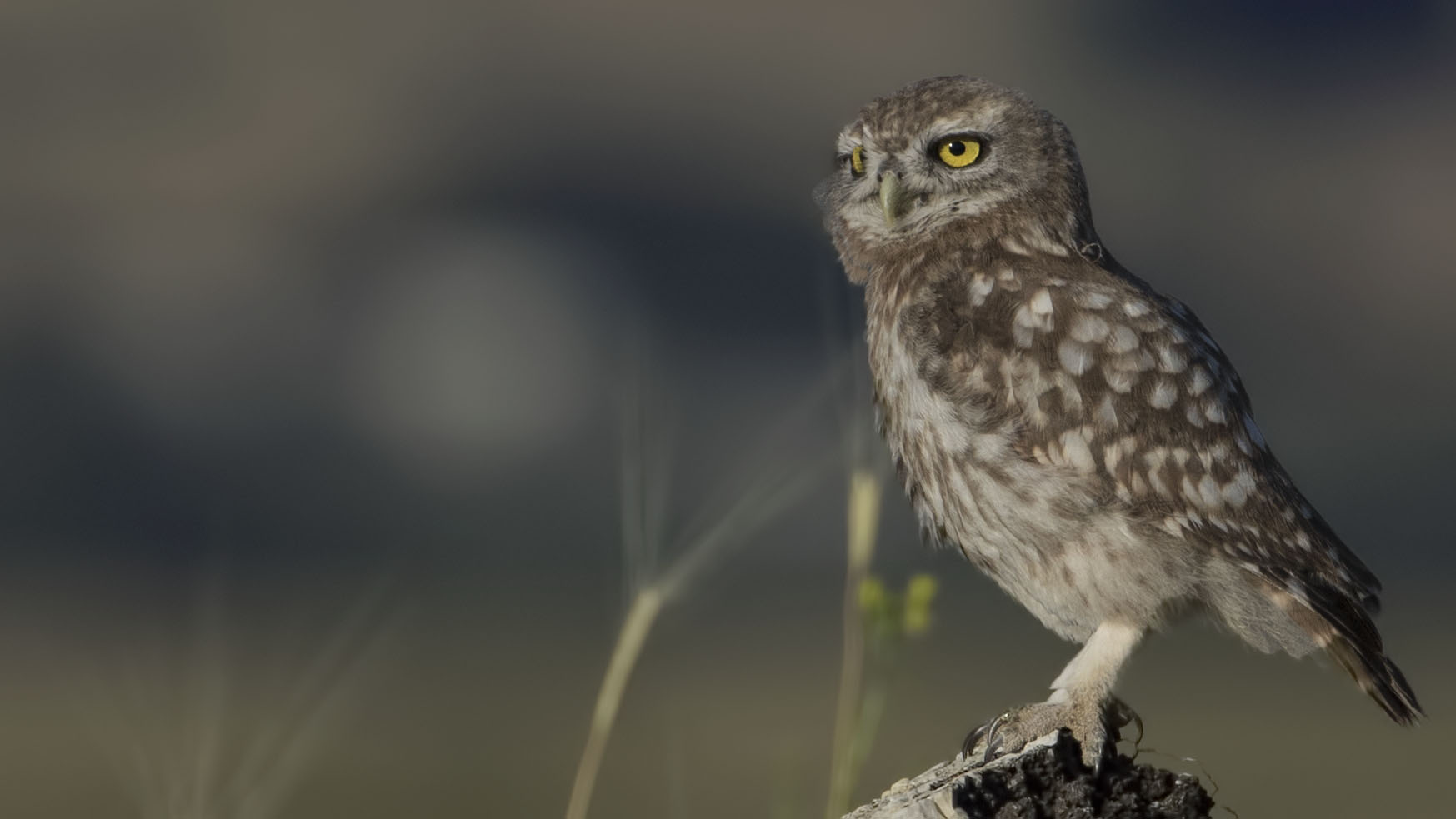Little Owl