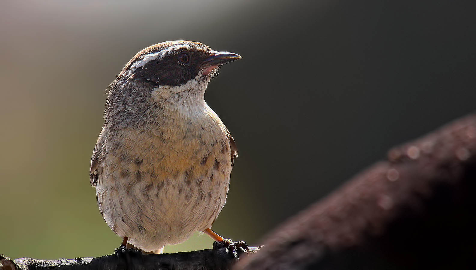 Radde's Accentor