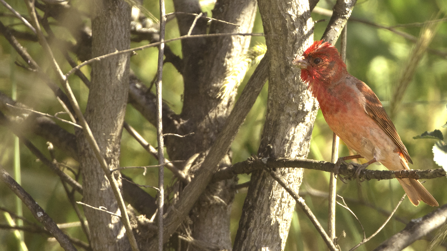 Common Rosefinch