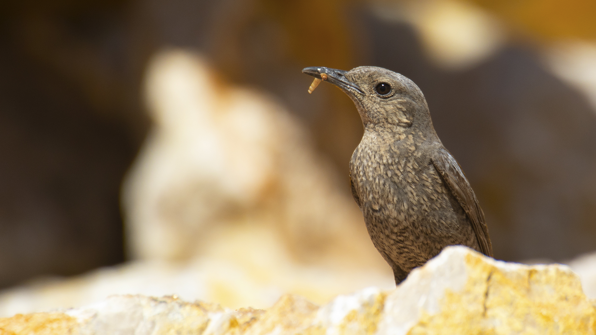 Blue Rock-Thrush