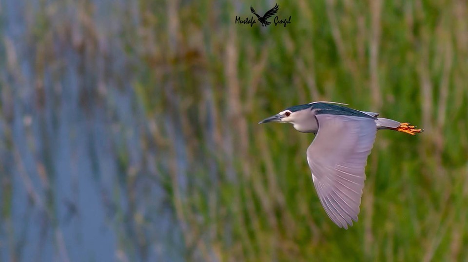 Black-crowned Night-heron