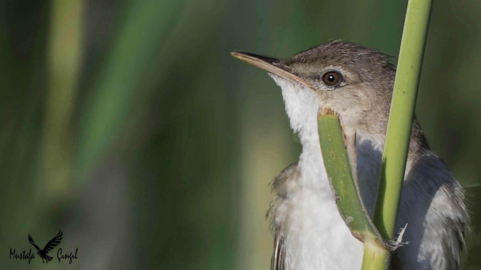 Eurasian Reed Warbler