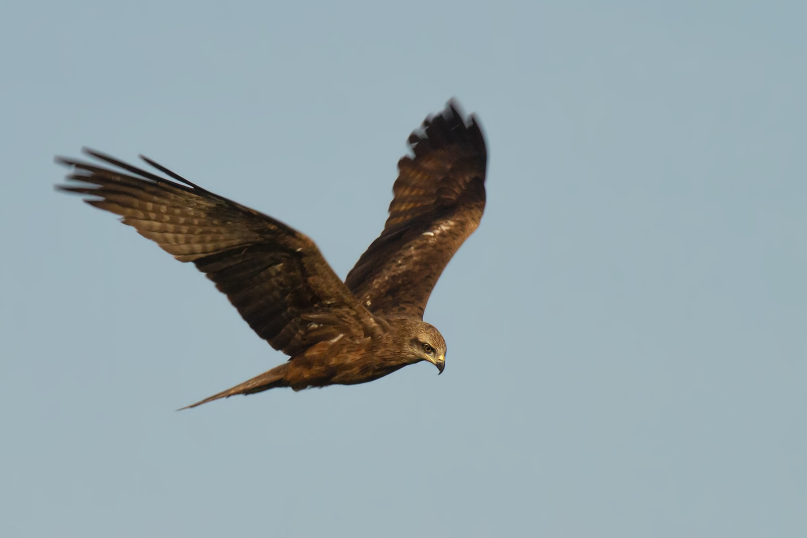 Black Kite