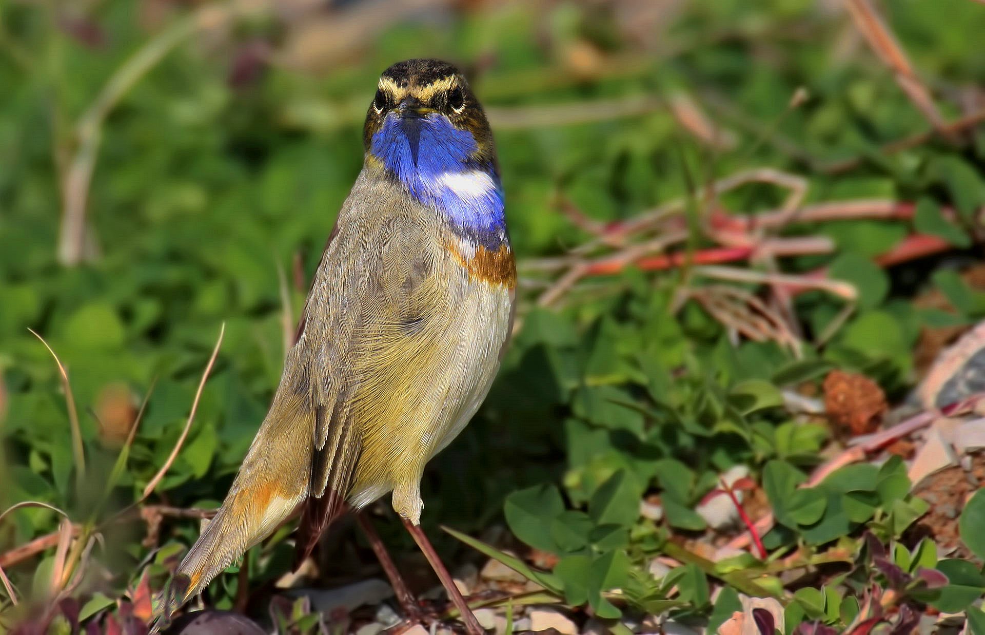 Bluethroat
