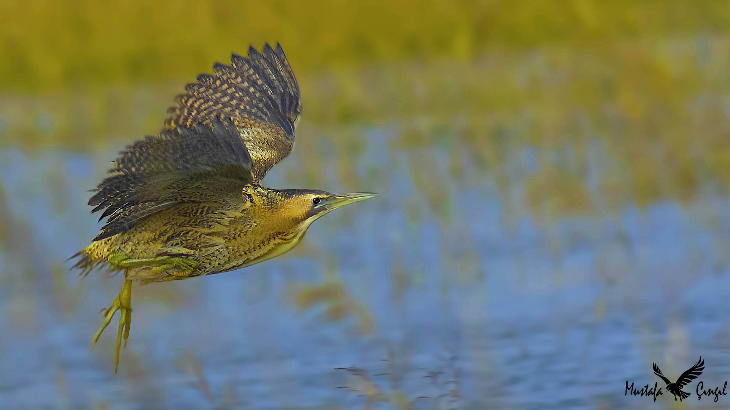 Great Bittern