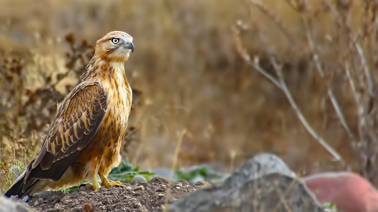 Long-legged Buzzard
