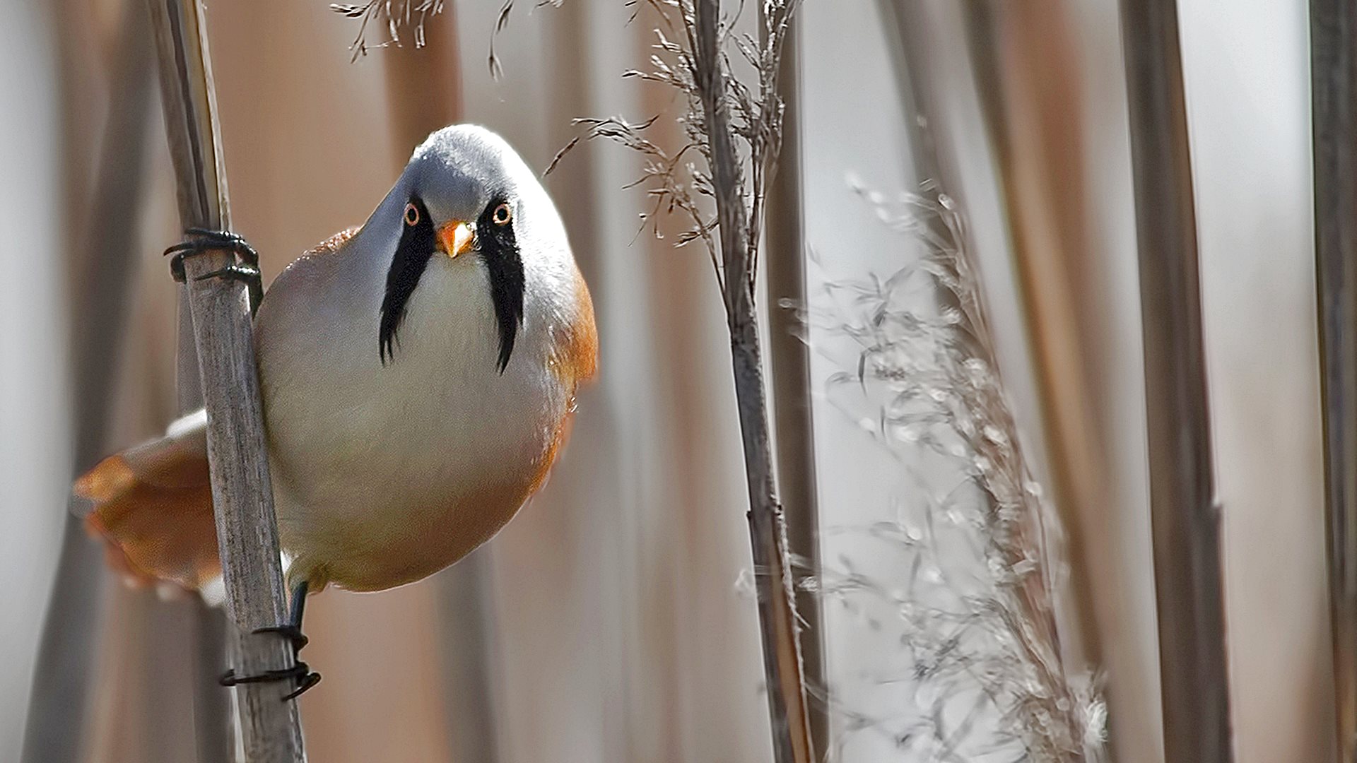 Bearded Reedling