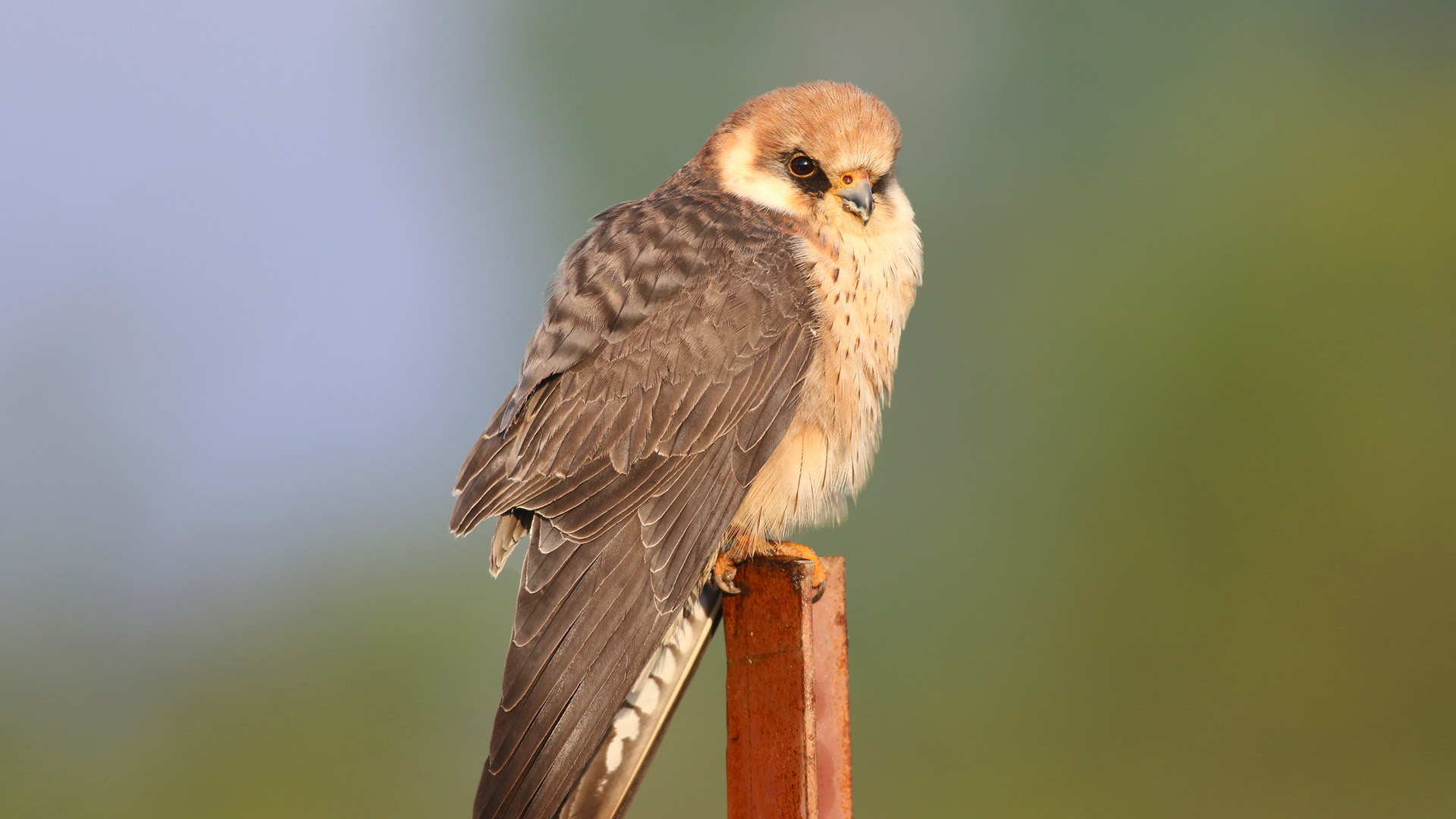 Red-footed Falcon