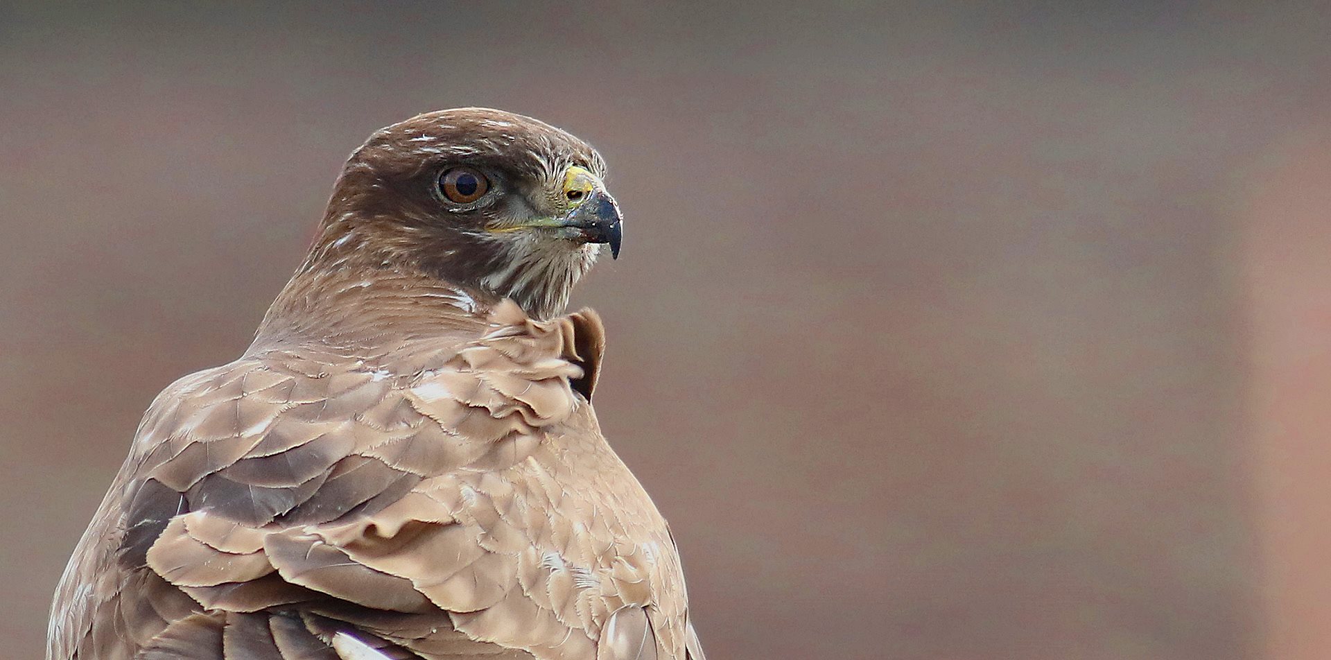 Common Buzzard — Ana fotoğraf