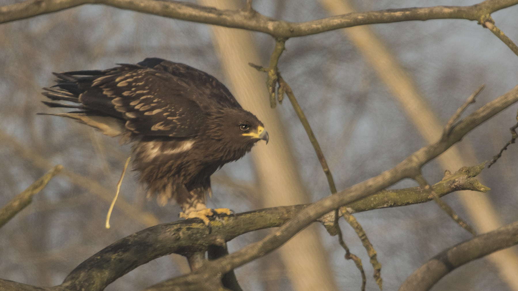 Greater Spotted Eagle