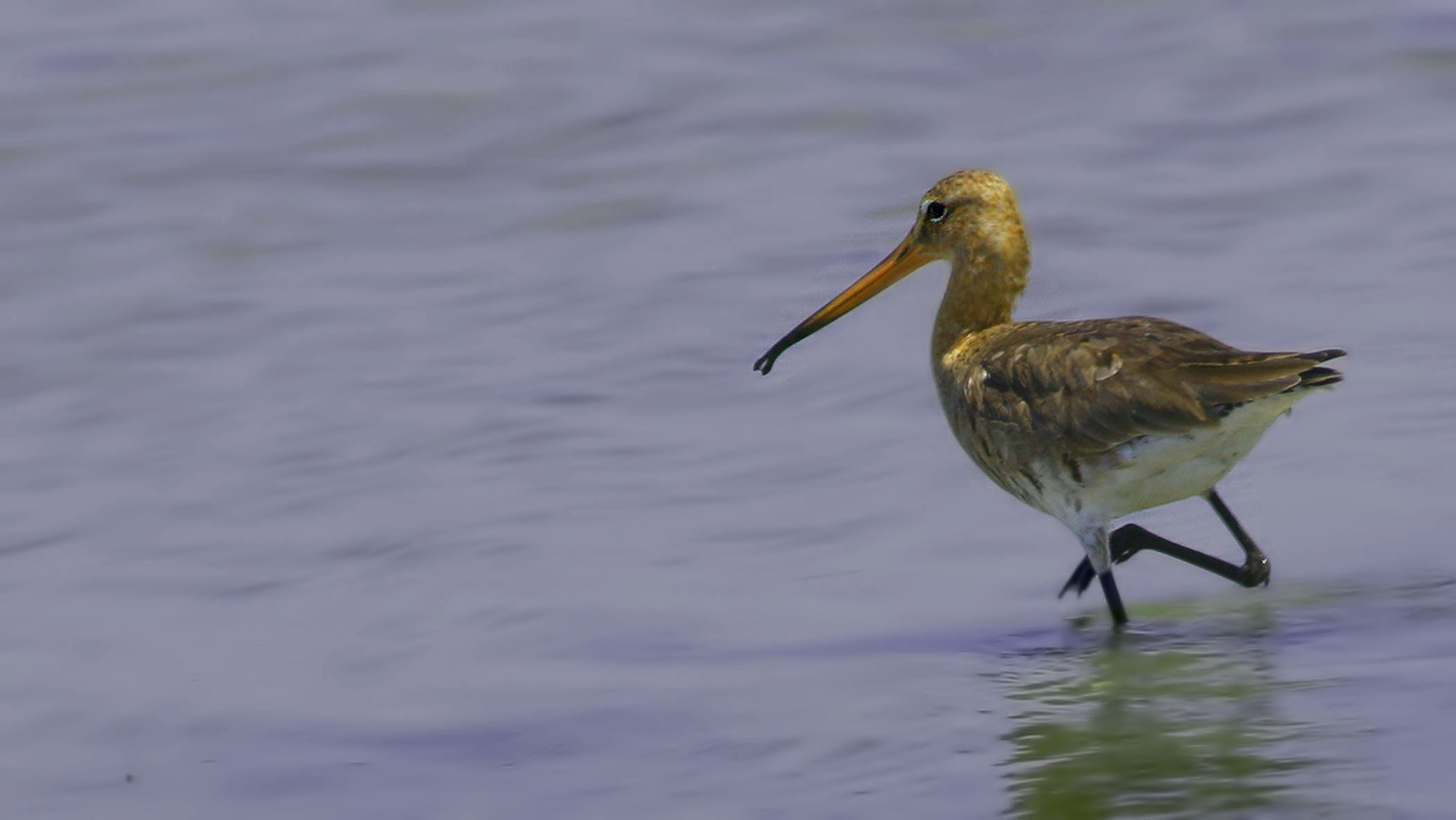 Black-tailed Godwit