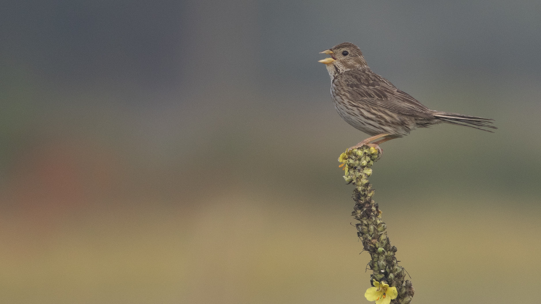 Corn Bunting