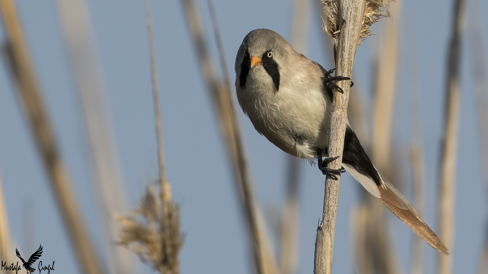 Bearded Reedling