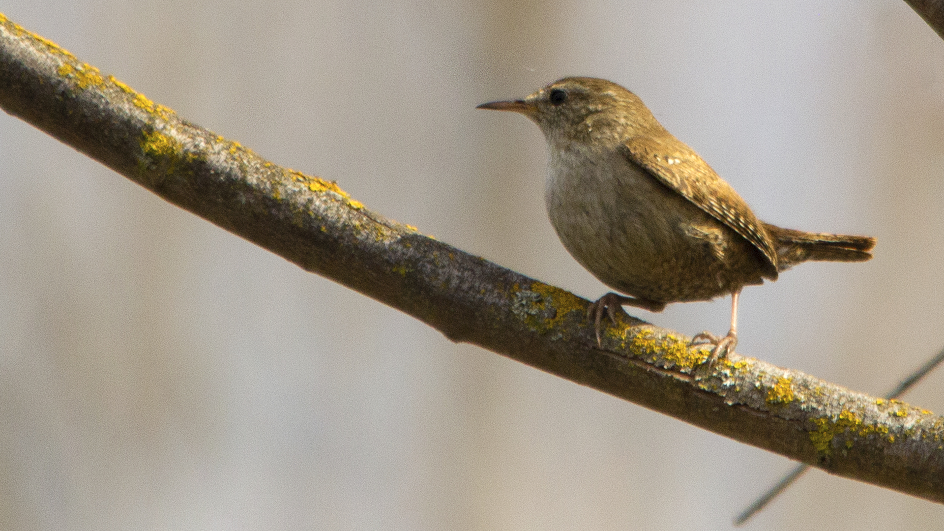 Eurasian Wren