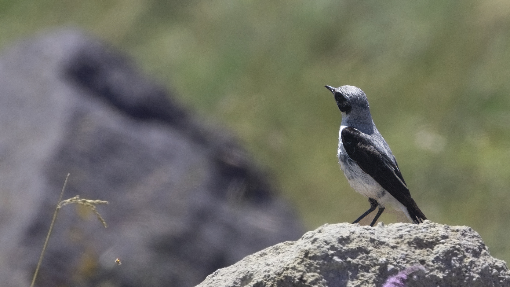 Northern Wheatear