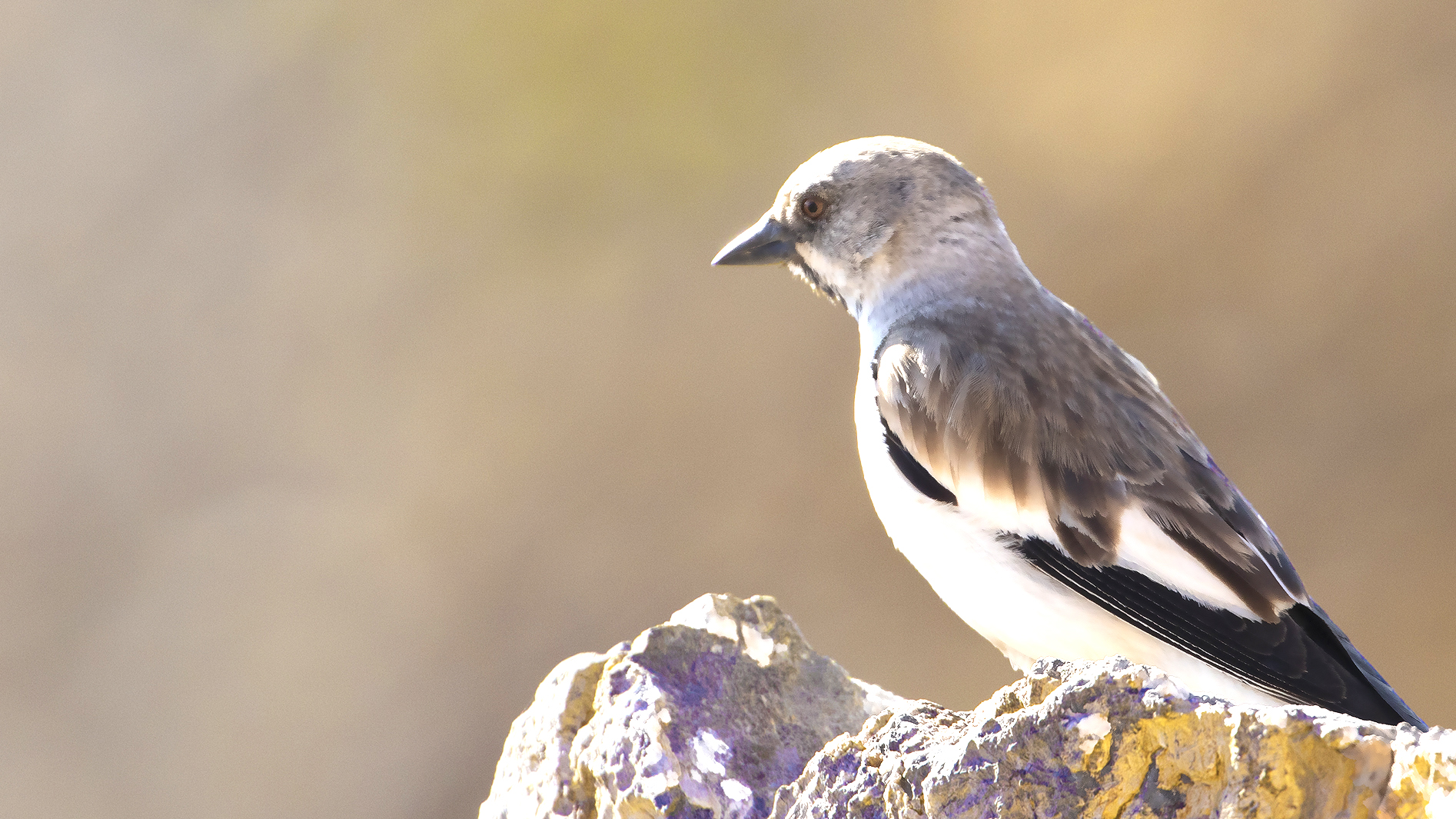 White-winged Snowfinch