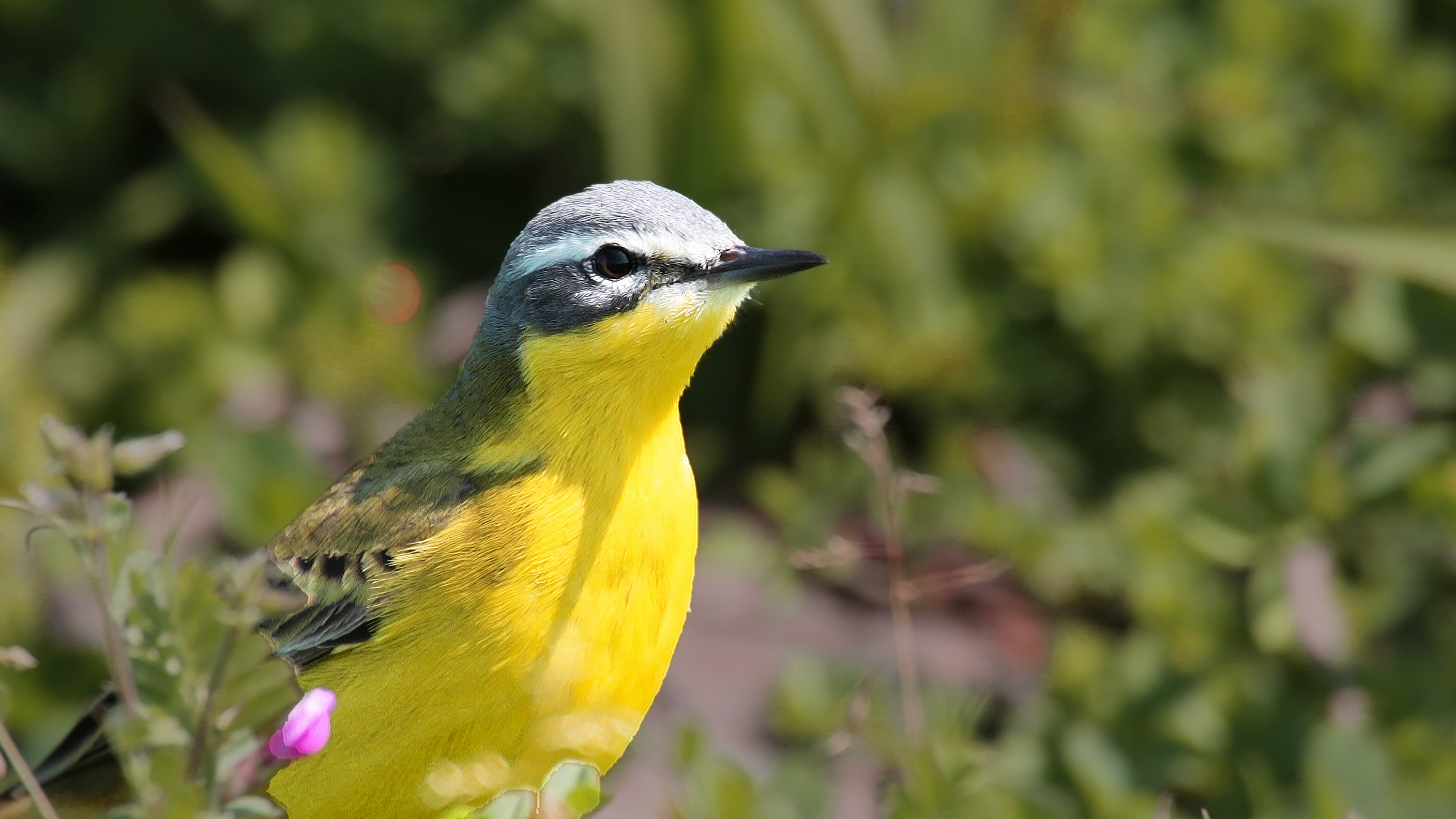 Western Yellow Wagtail